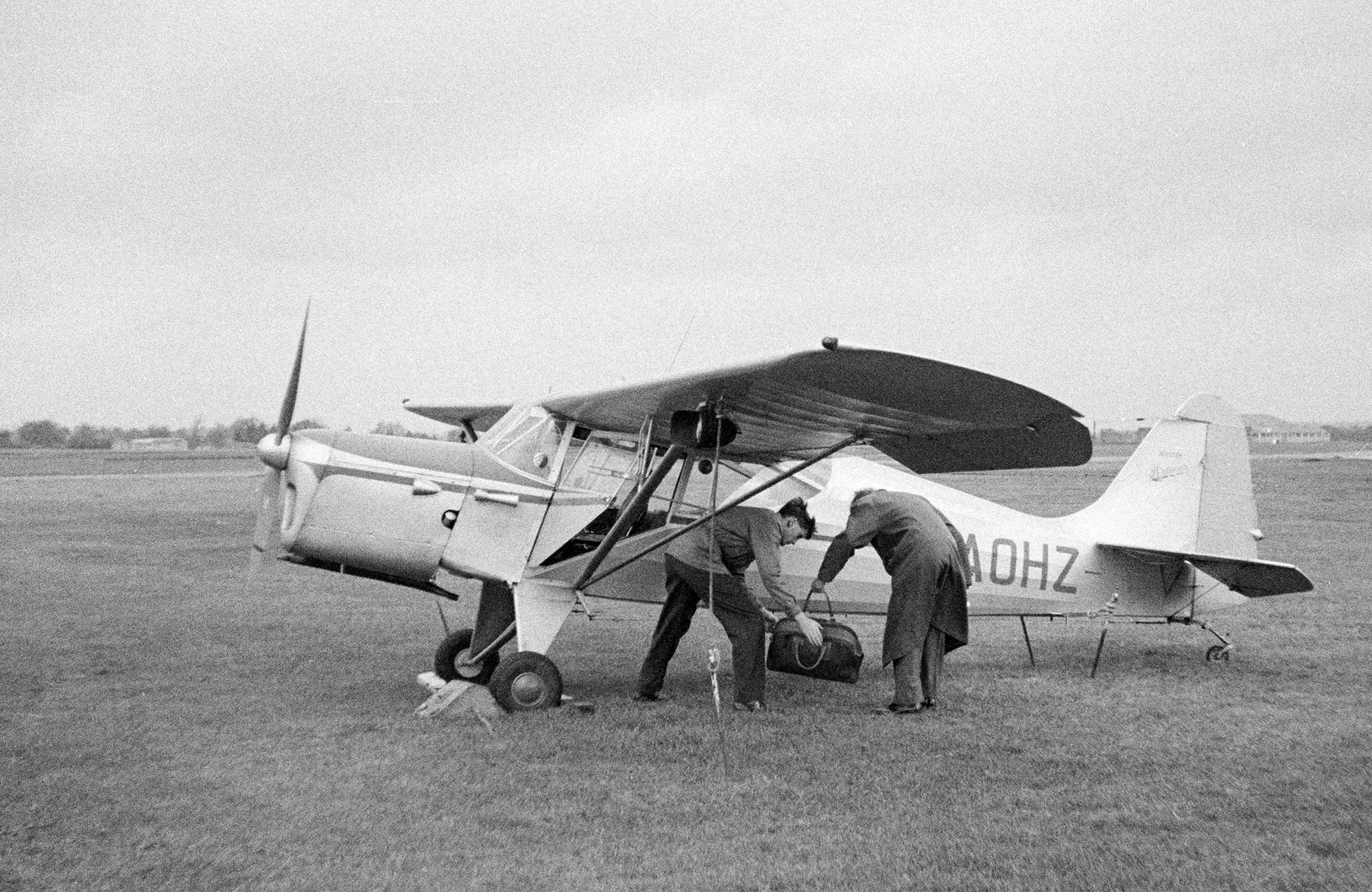 Auster